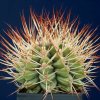 Gymnocalycium_pungens_2